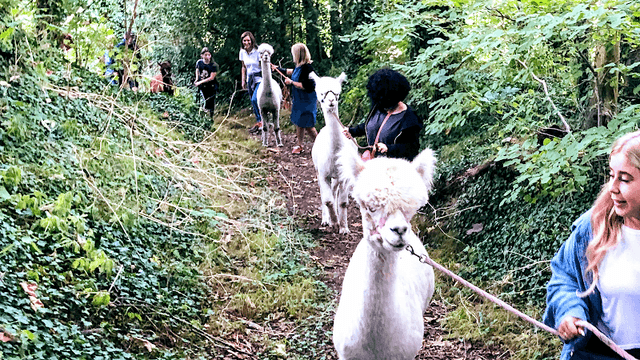 Lower Bush Alpacas - Image 2