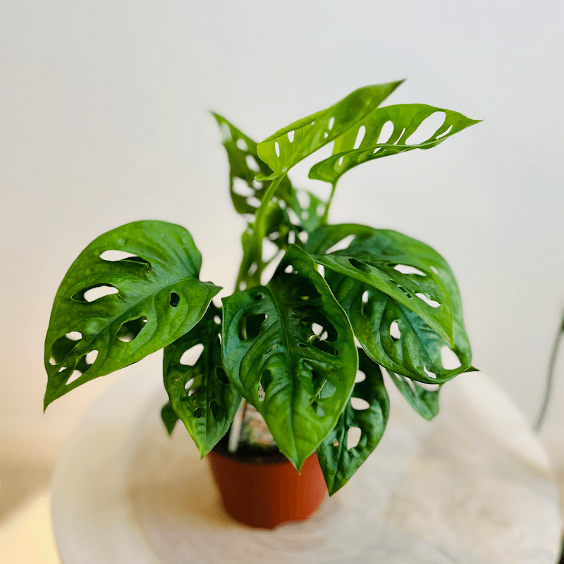 the green corner - Image 1