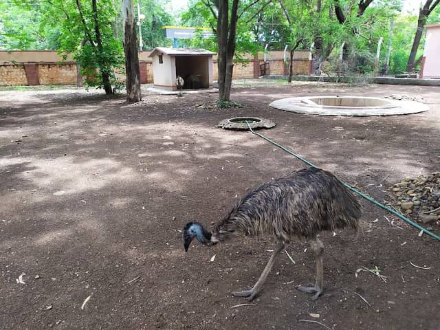 Government Zoo - Image 2