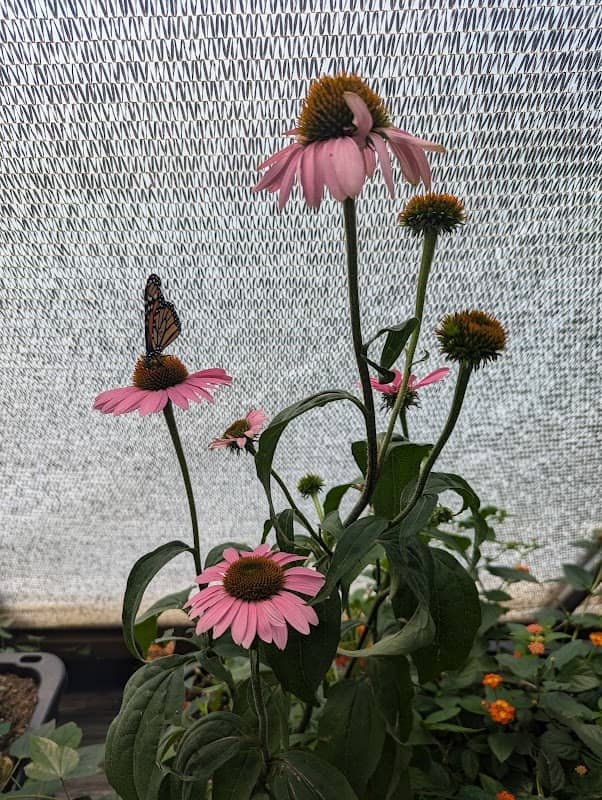 Alpha Butterfly House - Image 2