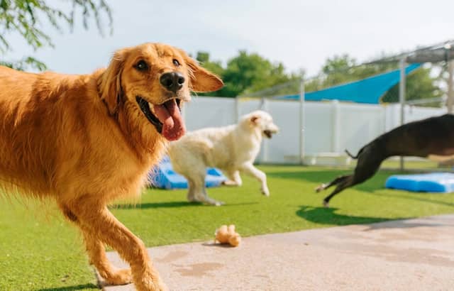 Pleasant Pooch Daycare, Training and Dock Diving - Image 2