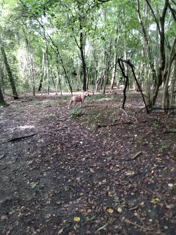 Stockwood Open Space Nature Reserve - Image 3