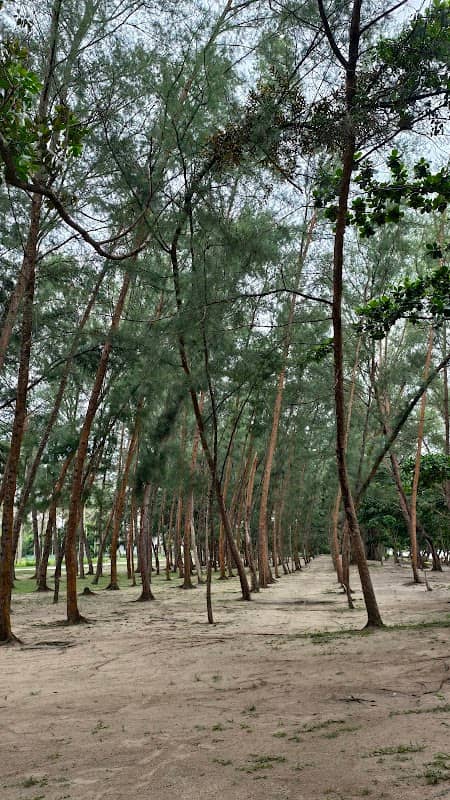 Pantai Rhu Bongkok - Image 1