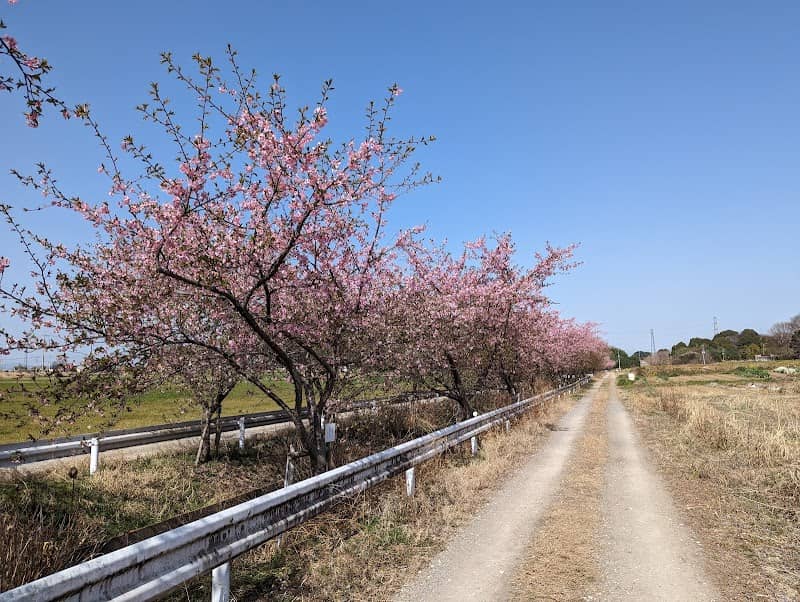 桶川楽郷(らくさと)桜(石川川沿いの河津桜並木) - Image 1