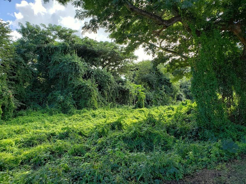 Refugio Nacional de Vida Silvestre El Buey - Image 1