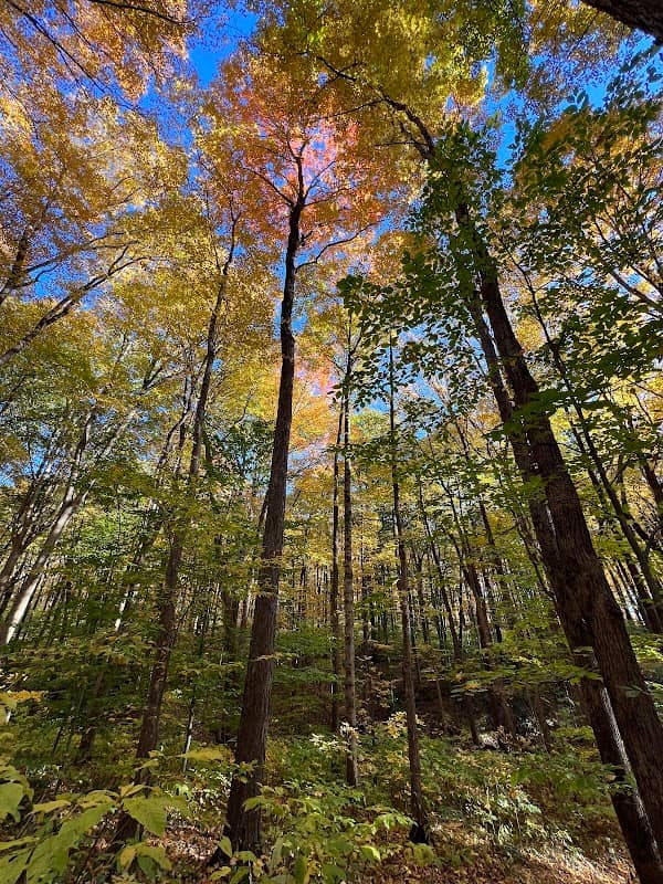 Frances Slocum State Forest - Image 1