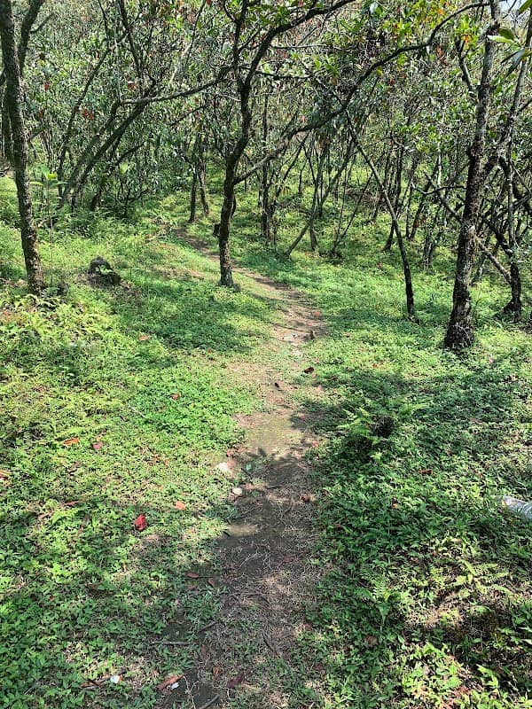 Sittong Cinchona Jungle Viewpoint - Image 1