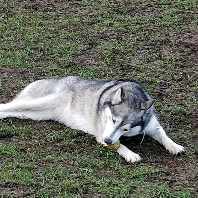 Billinghay Dog Park - Image 1