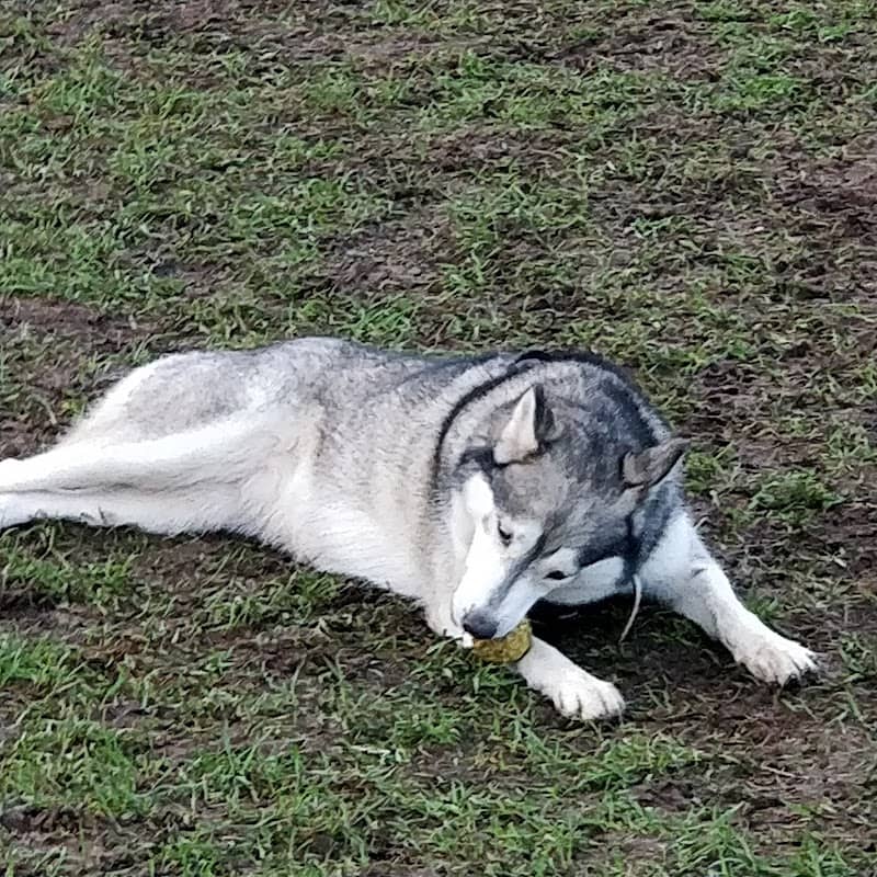 Billinghay Dog Park - Image 1