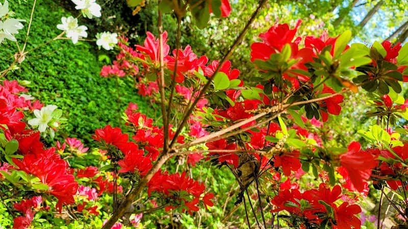 Marie Bowen Gardens - Image 1