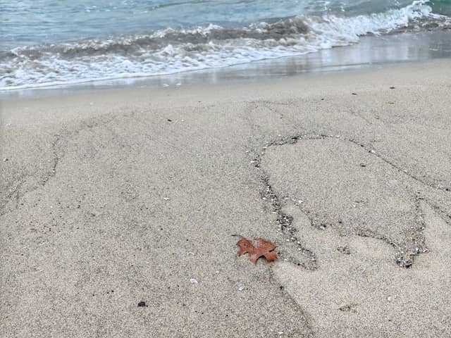Spiaggia delle tartarughe - Image 1