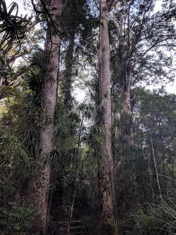 Kauri Walk, Puketi Forest - Image 2