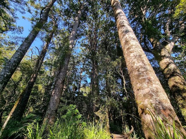 Kauri Walk, Puketi Forest - Image 3