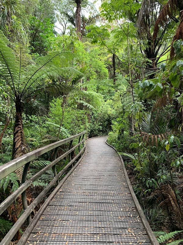 Kauri Walk, Puketi Forest - Image 1