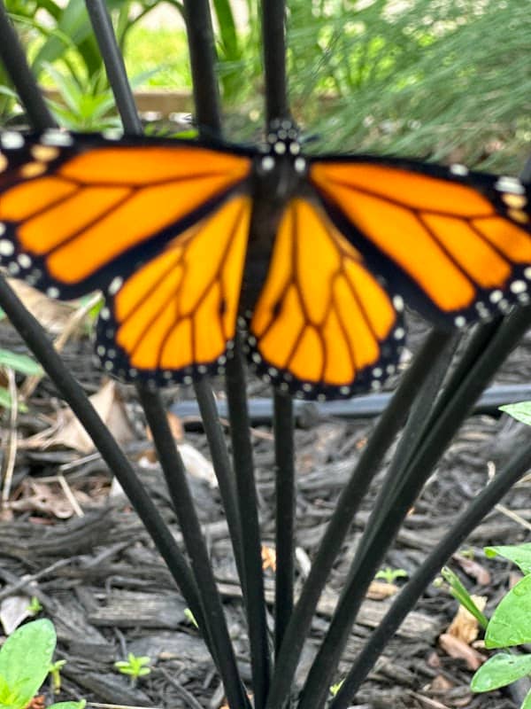 Heavenly Wings butterfly and hummingbird garden - Image 3
