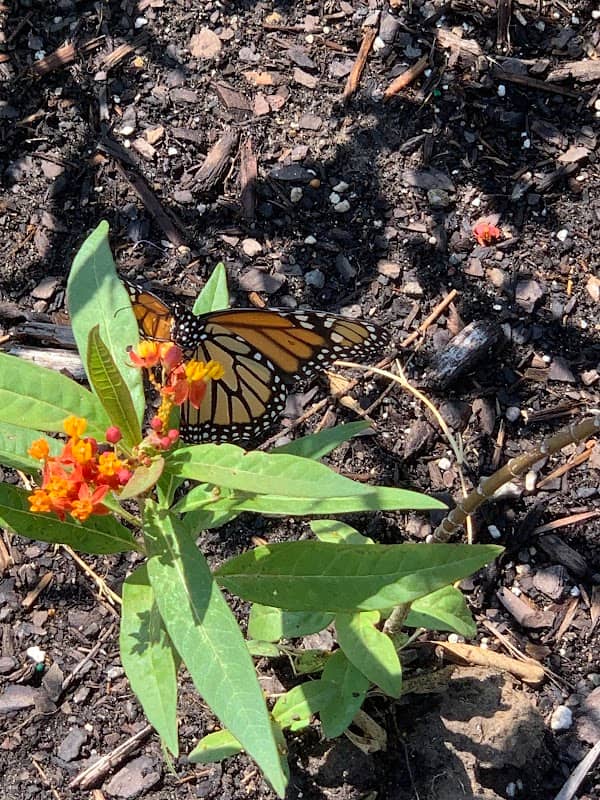 Heavenly Wings butterfly and hummingbird garden - Image 2