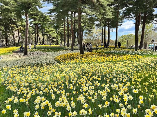 Suisen Garden (Narcissus Garden) - Image 1