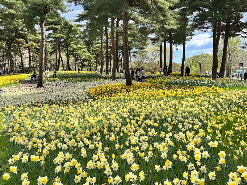 Suisen Garden (Narcissus Garden) - Image 1