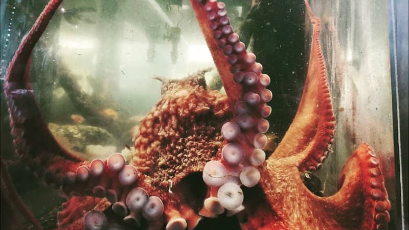 Marine Life Center - Image 1