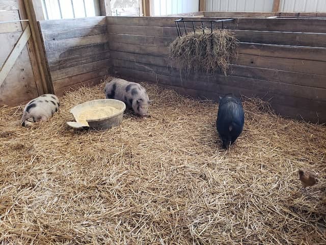 Cockrill’s Country Critters - Image 2
