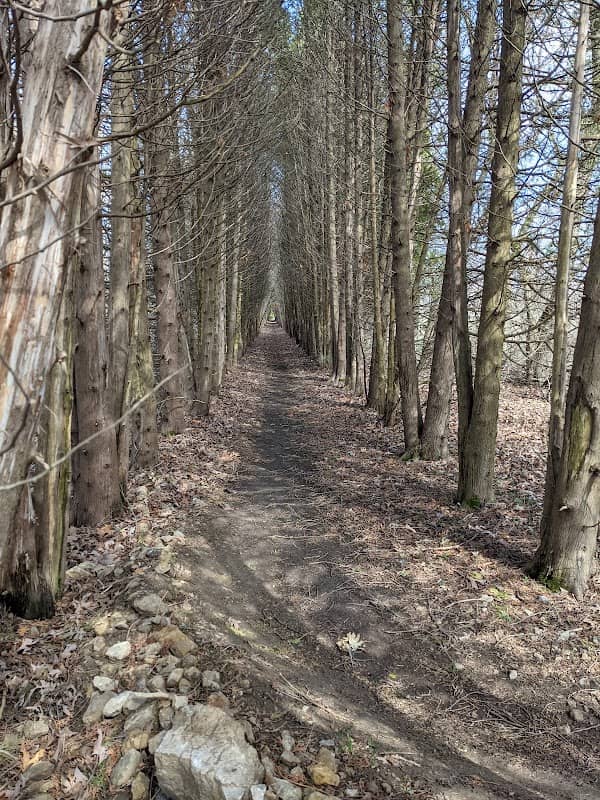 White Star Single Track - Image 1
