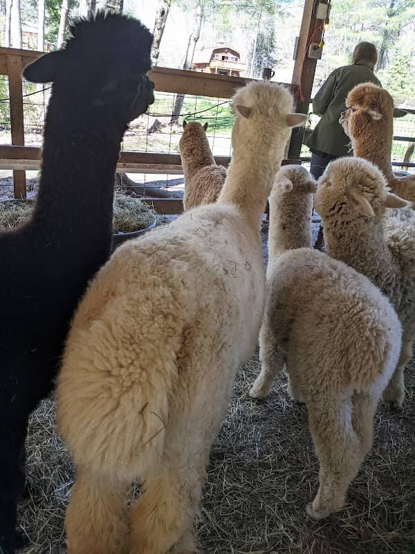 Lasso the Moon Alpaca Farm - Image 1