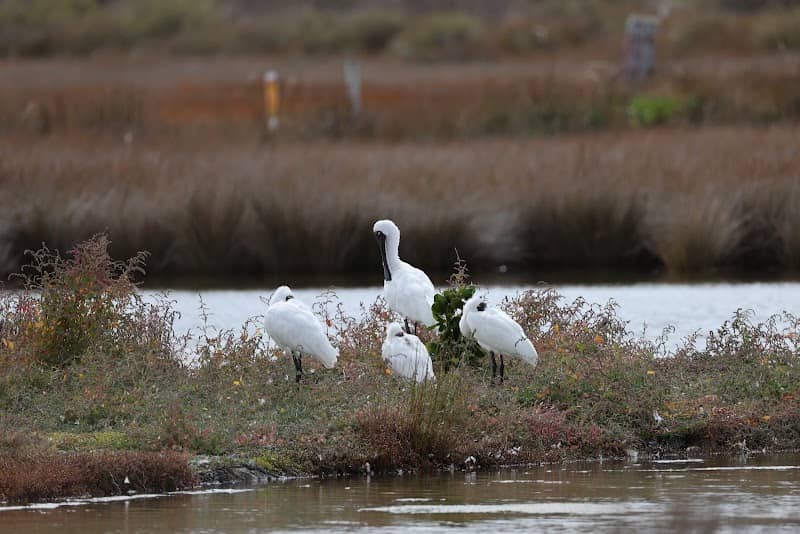 Pauatahanui Wildlife Reserve - Image 1