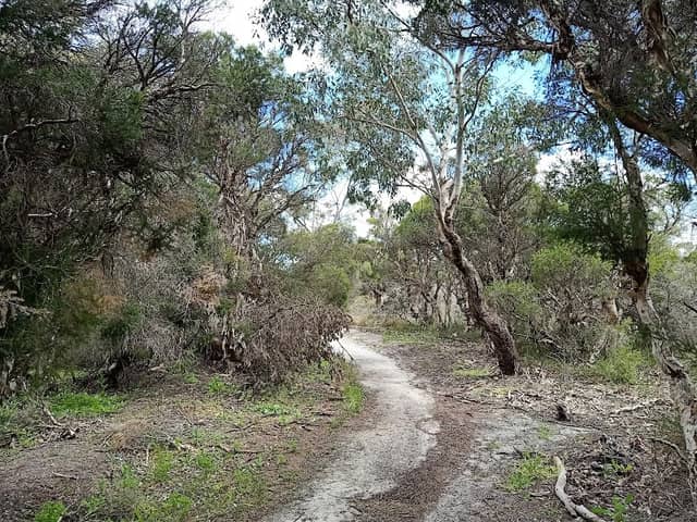 Lightning Swamp Bushland - Image 2