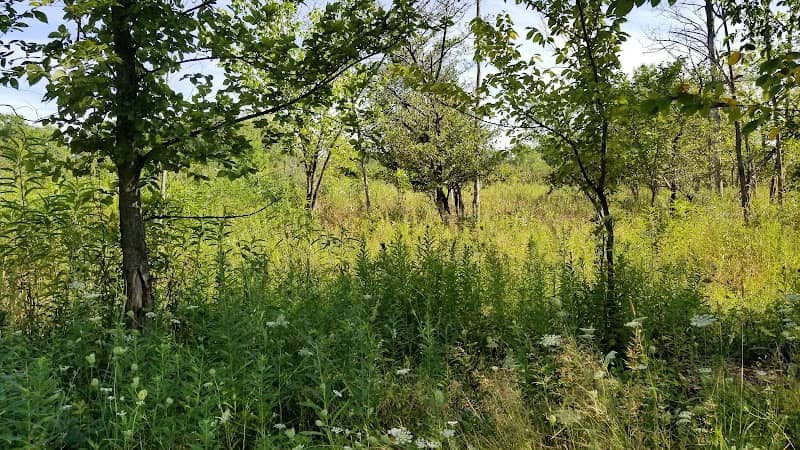 Highmoor Park Prairie Savanna Nature Preserve - Image 2