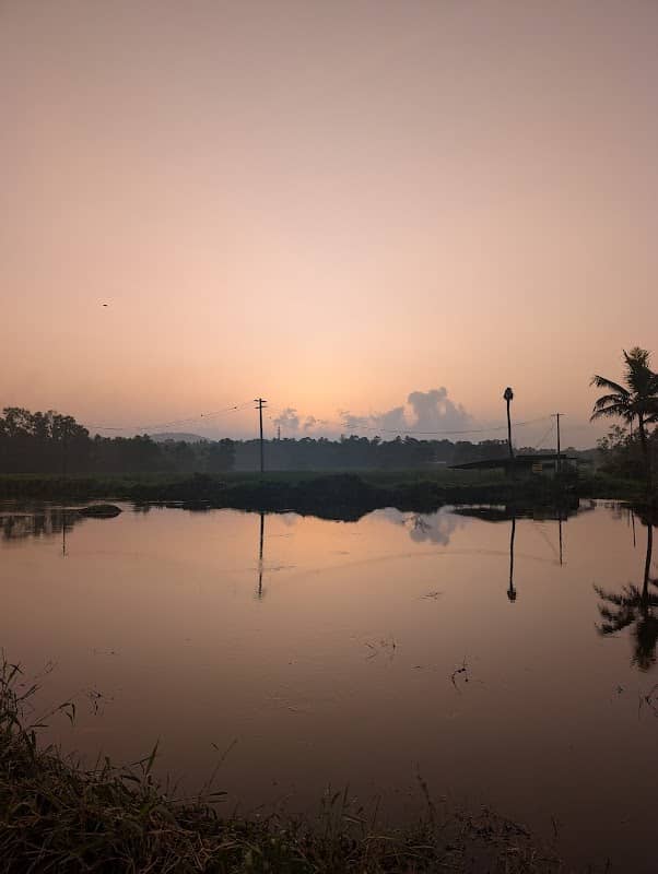Paddy field view point - Image 2
