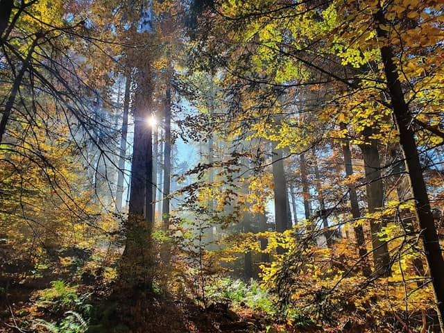 Jaronín beech forest - Image 1