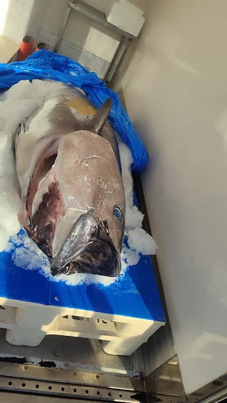 Ronqueo del Atun - Image 2
