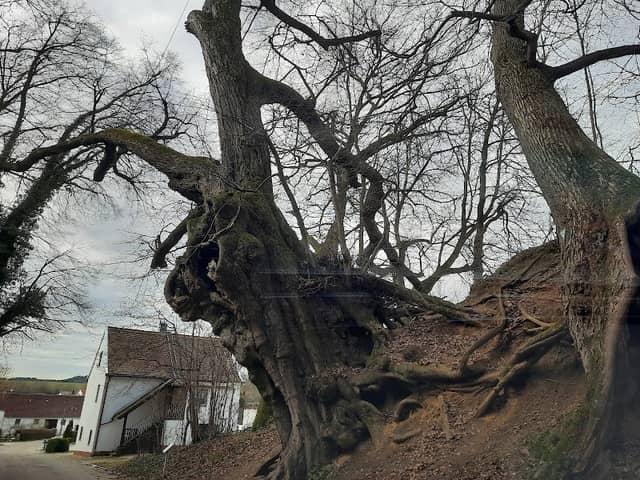 Alte Linde - Image 1
