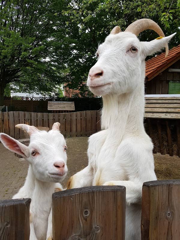 Tiergehege im Volksgarten Eickel - Image 1