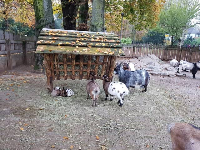 Tiergehege im Volksgarten Eickel - Image 2