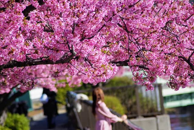 Oyokogawa Promenade Kawazu Sakura - Image 1