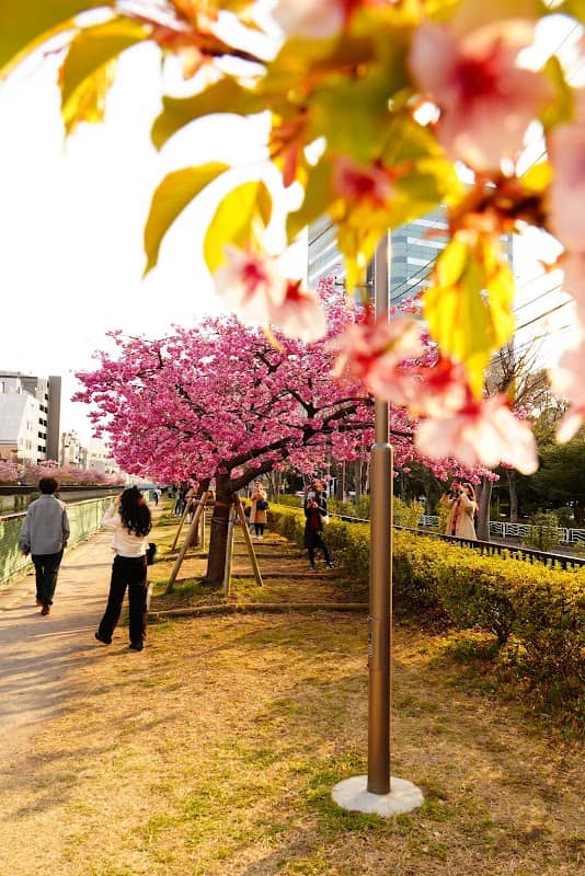 Oyokogawa Promenade Kawazu Sakura - Image 2