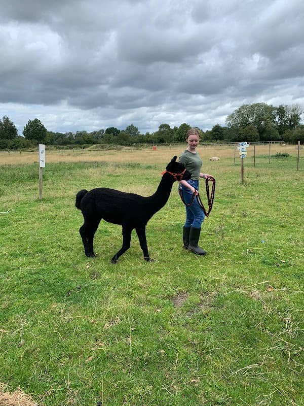 4getmenott smallholding and Alpacas - Image 1