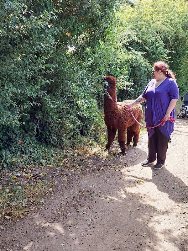 4getmenott smallholding and Alpacas - Image 2