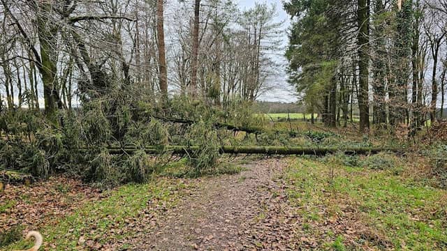 North Down Plantation - Image 1