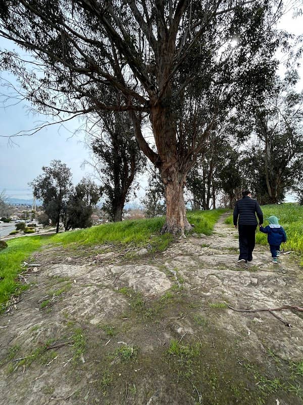 Eucalyptus Hill - Image 3