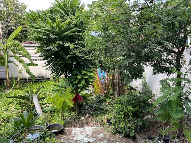 สวนเกษตรพอเพียงผสมผสาน - Image 1