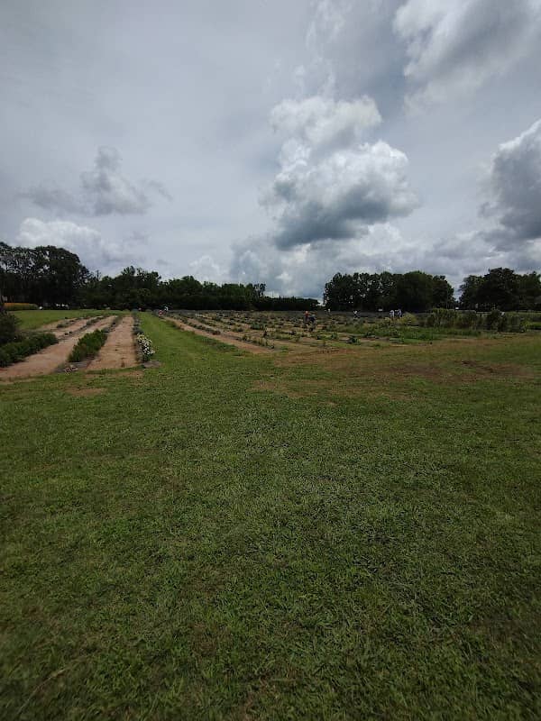 Lavender Festival - Image 3