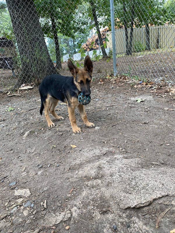 Beverly Dog Park - Image 1