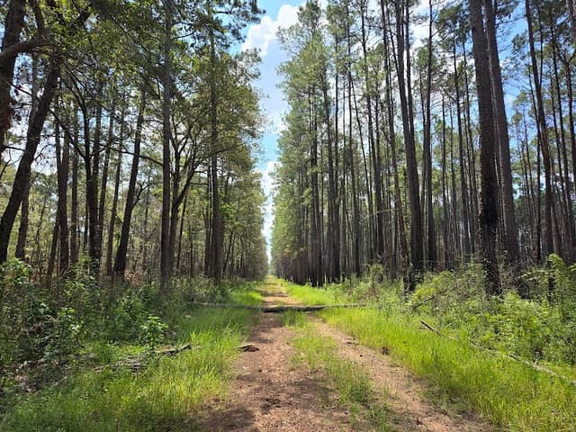 Hunters Camp - Sam Houston National Forest - Image 2