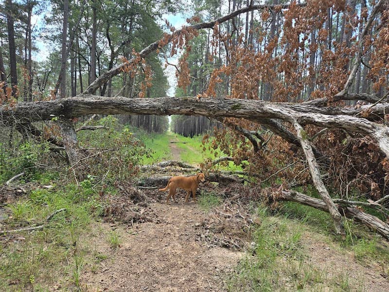 Hunters Camp - Sam Houston National Forest - Image 1