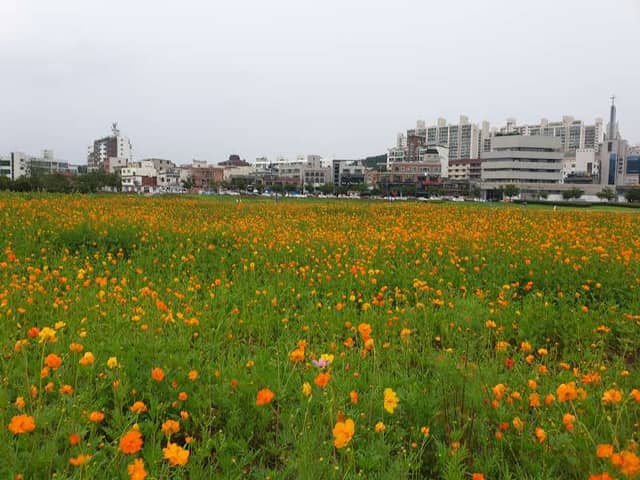 Taehwagang National Garden - Image 2
