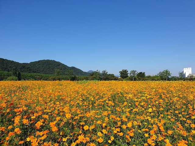 Taehwagang National Garden - Image 3