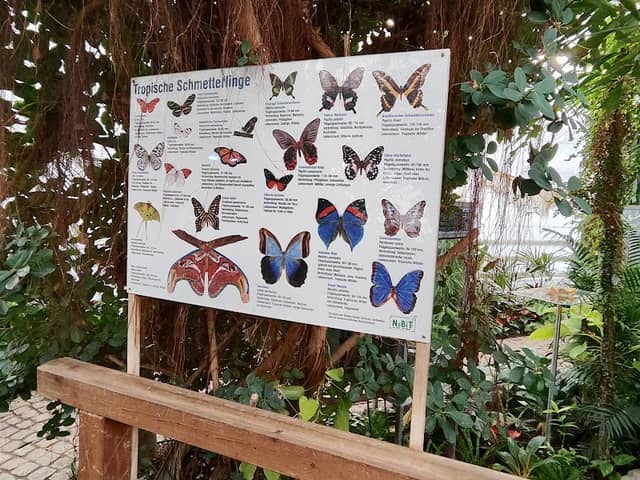 Butterfly House in Elbauenpark Magdeburg - Image 2