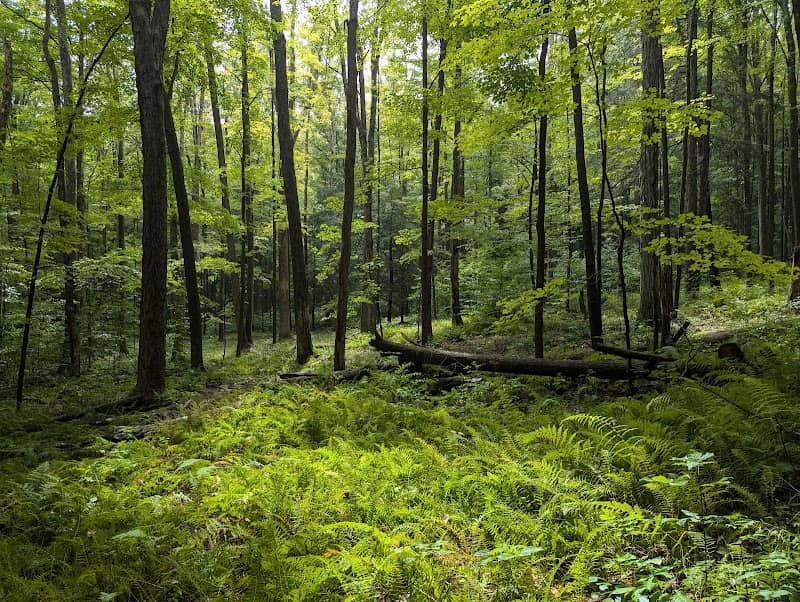 Moshannon State Forest - Image 2